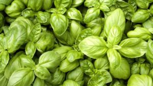 basilic