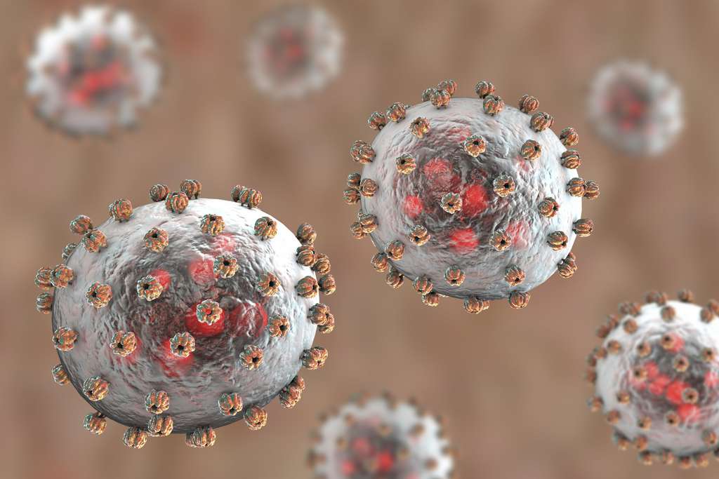 Le virus de la fièvre de Lassa. © Kateryna_Kon, Adobe Stock