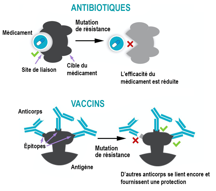 Graphique montrant qu’alors que les antibiotiques n’ont généralement qu’une seule cible, les vaccins induisent la production de multiples anticorps se liant à diverses parties d’un antigène, rendant ainsi l’évolution de résistances plus difficile