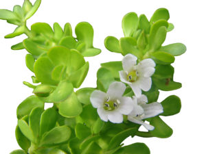 Bacopa monnieri
