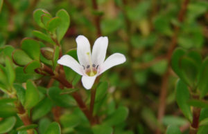 Bacopa monnieri