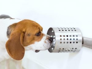 chiens pour détecter le cancer